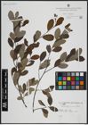 Foto von Salix atrocinerea Brot.